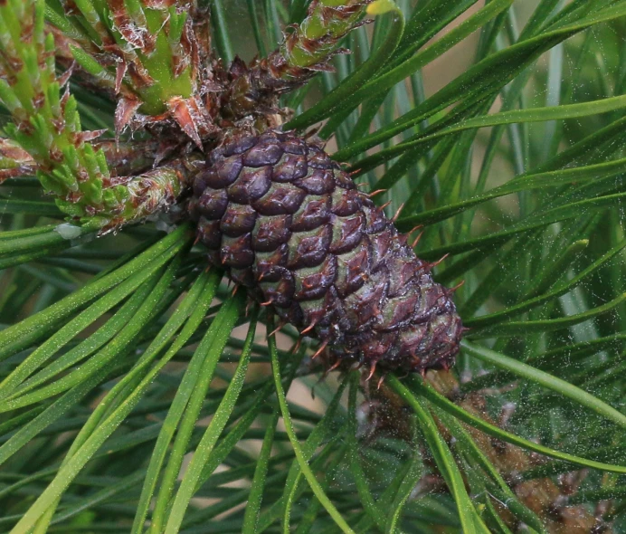 the pine cones on the tree are already covered with snow