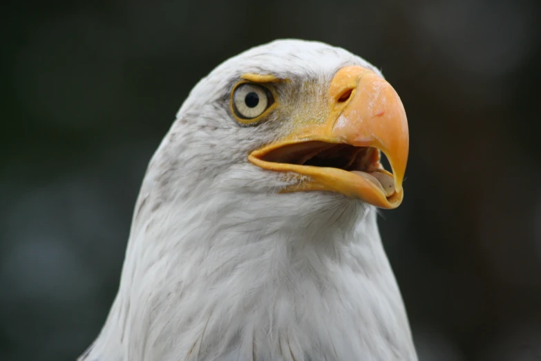 a large bird is showing the open beak