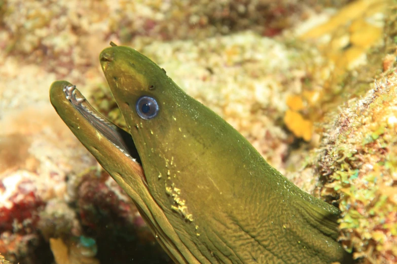 the green fish with blue eyes is looking into the water