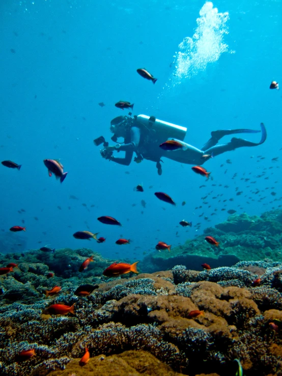 a scubaier is swimming in the blue with small fishes