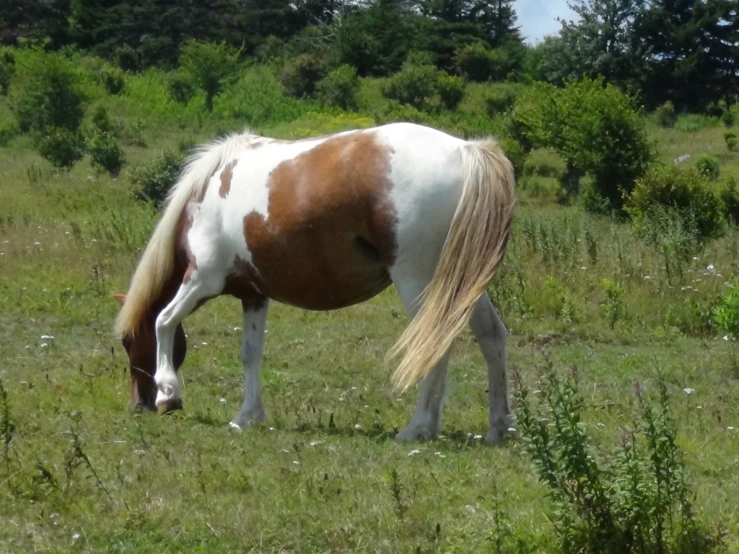 there is a brown and white horse eating grass