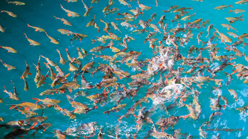 a lot of fish swimming and flying in the blue water