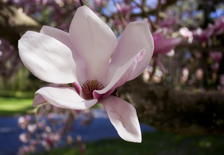 close up of an open, white, blooming flower