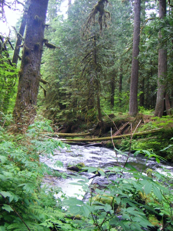 a small stream surrounded by lush green forest