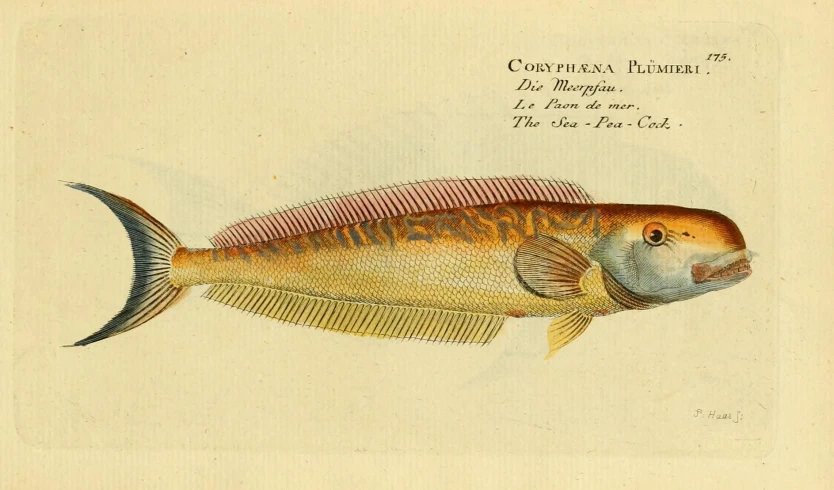 an illustration from the golden sea life book