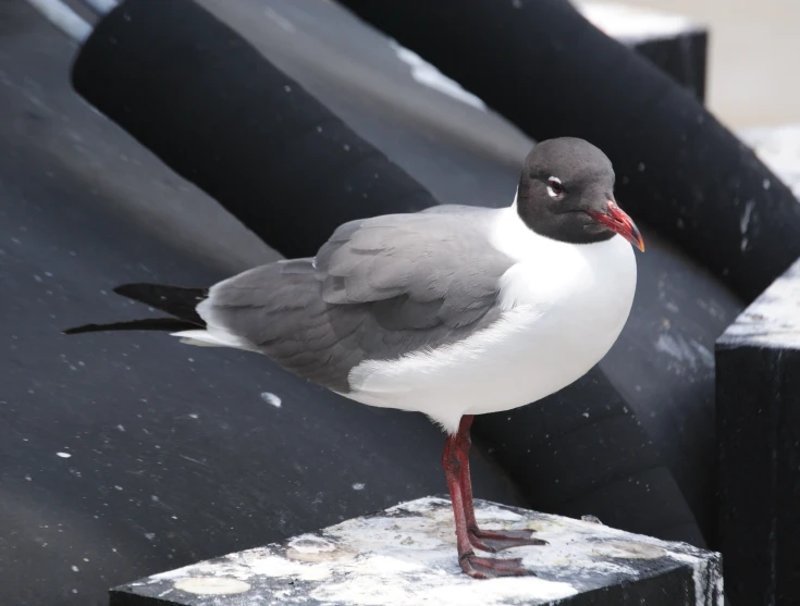 the small bird is perched on top of the black roof