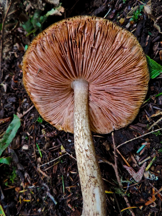 there is a mushroom that is outside in the grass