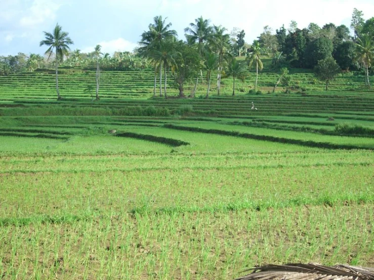 a view of an expansive, green field with rows of trees