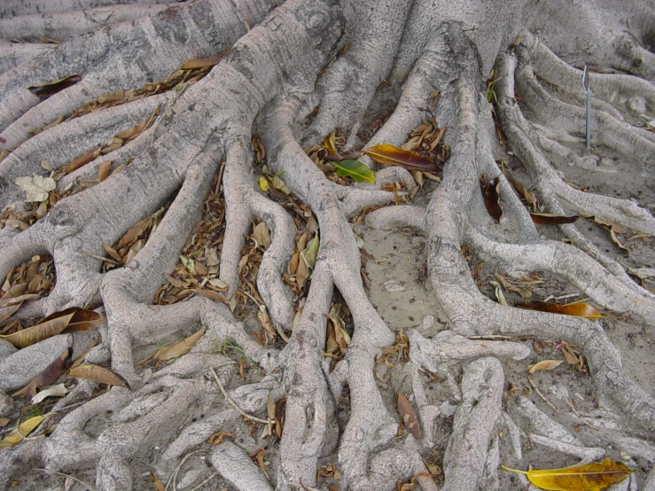 the roots of a tree look to have it turned around