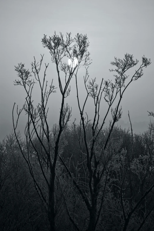 a very foggy day over some trees