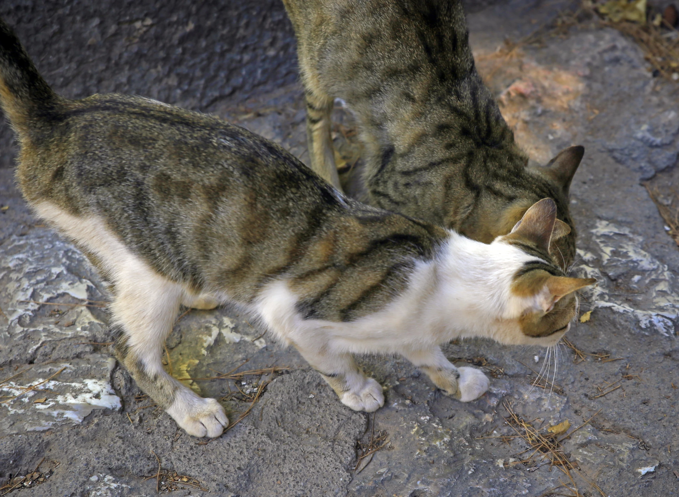 two cats playing with each other on the cement