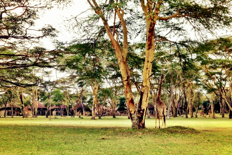 a green lawn with lots of trees and green grass