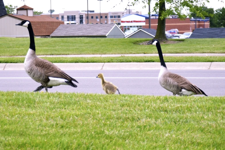 a mother goose walking behind two birds on the grass