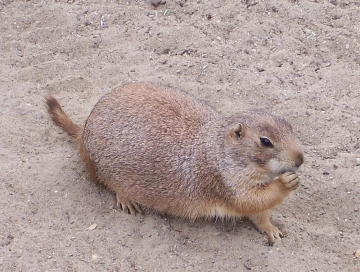 a rodent sitting and eating on a sand dune