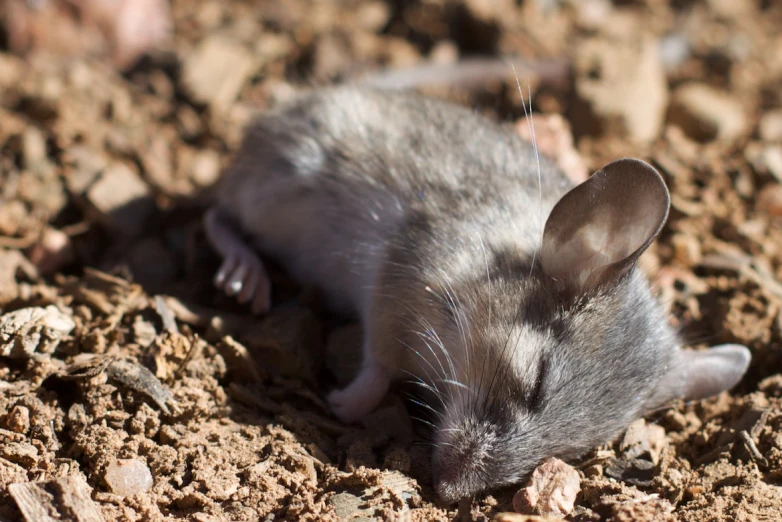 a mouse is standing still on the ground