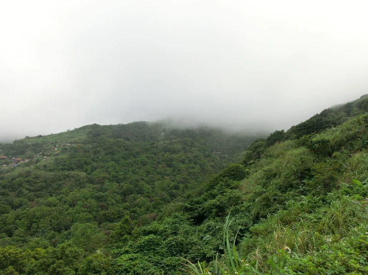 a lush green hillside covered in fog on a cloudy day