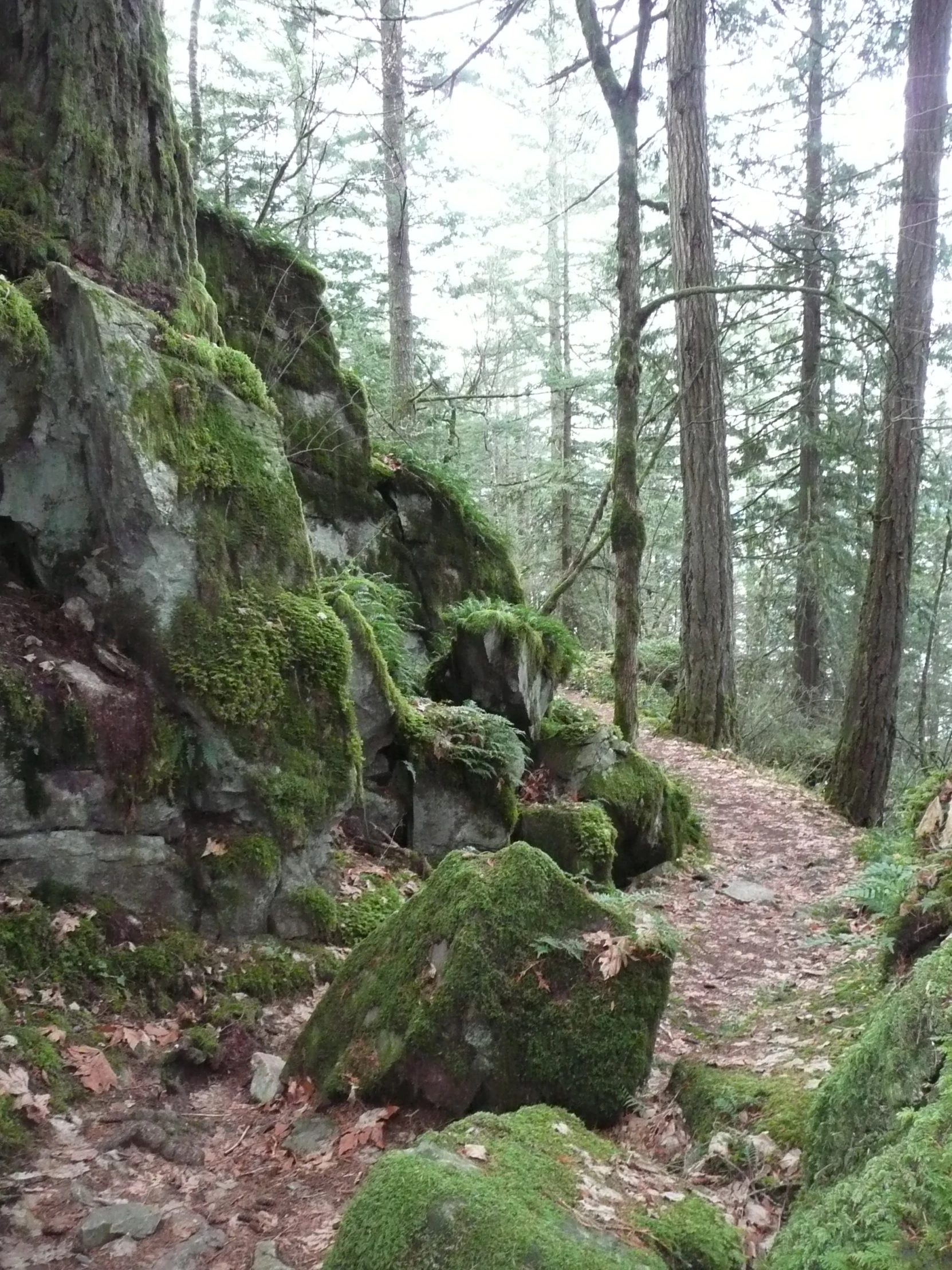 a trail is shown surrounded by moss and boulders