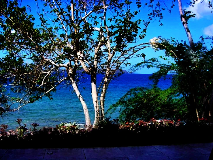 some water and trees by the ocean