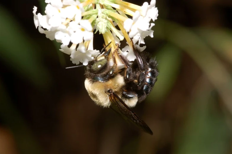 a bum drinking from a flower that is blooming