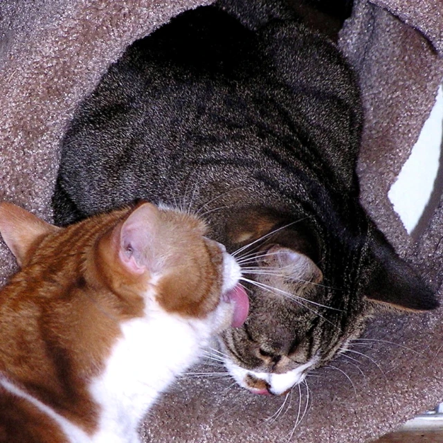 two cats laying on a couch sleeping next to each other