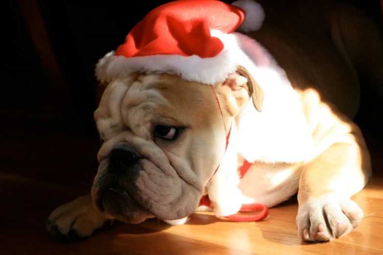 a cute dog has a christmas hat on its head