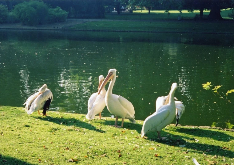 four pelicans are sitting near the lake