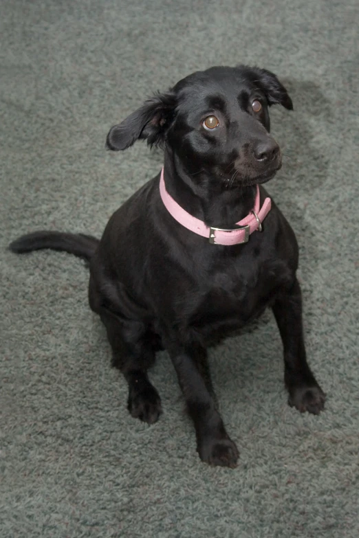 a black dog looking up at the camera