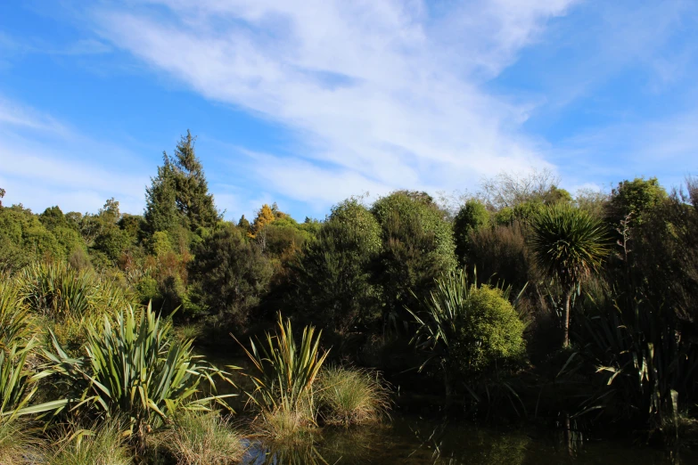 the body of water is surrounded by vegetation