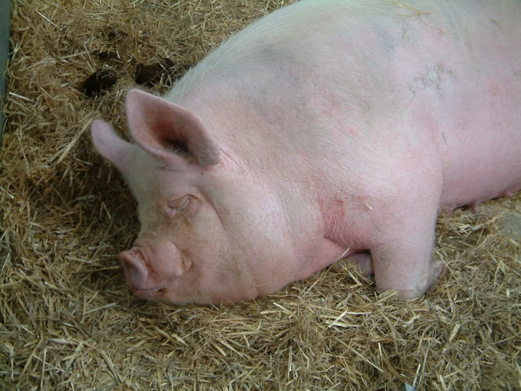 a baby pig with red patches lying on straw