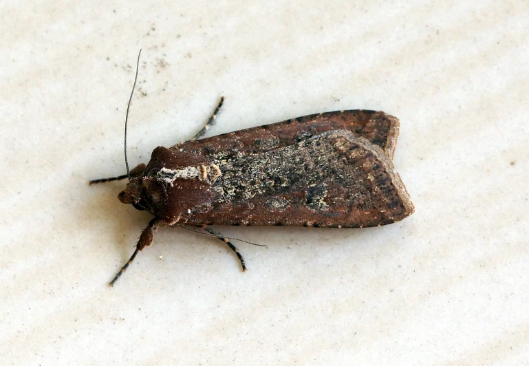a small brown moth is laying on the floor