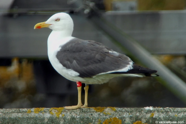 a white and grey bird standing on a cement ledge