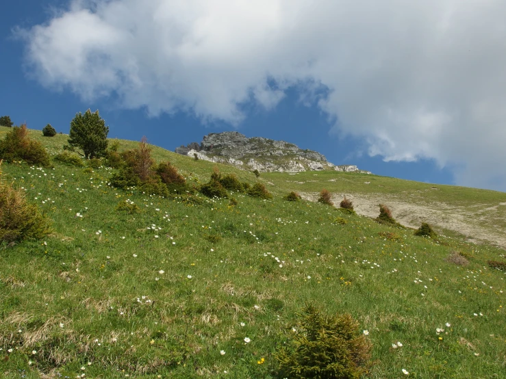 this is a grassy field in the background of a mountain