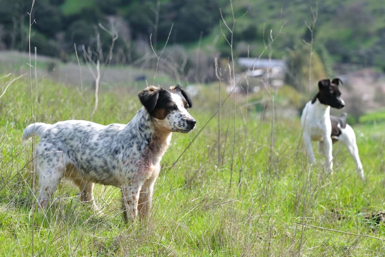 a dog and another dog walking through the grassy field