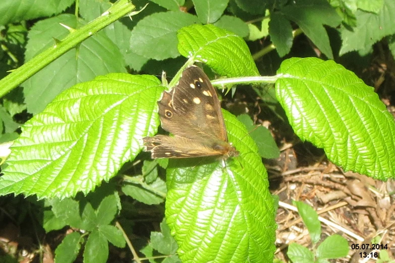 a brown erfly with white spots on a green leaf