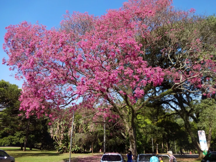 a pink flowering tree in the middle of a park with cars