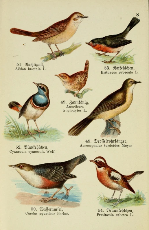 various birds are displayed in different styles and colors