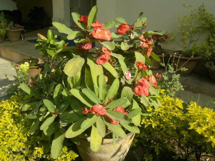 a tall plant with very pretty flowers by some bushes