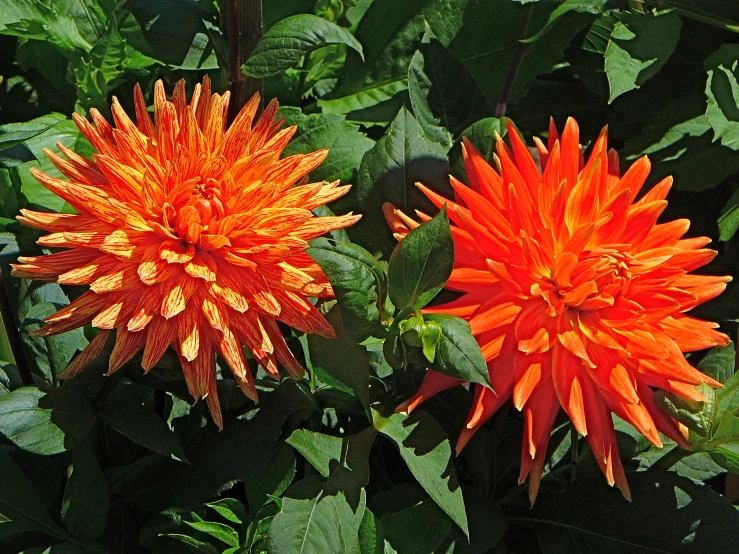 two orange flowers in the midst of green leaves