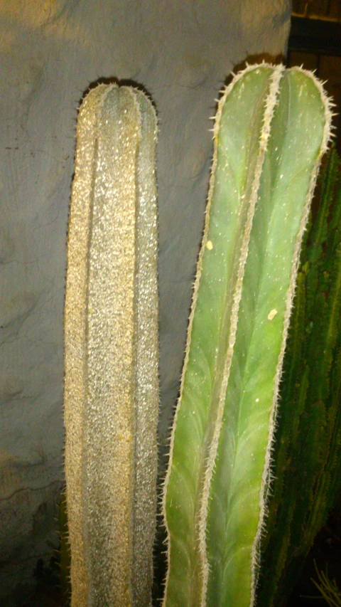 two large, green cactus plants that are together