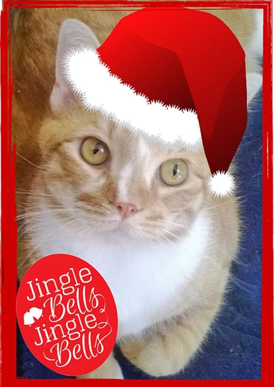 cat wearing a santa hat and a merry bell seal