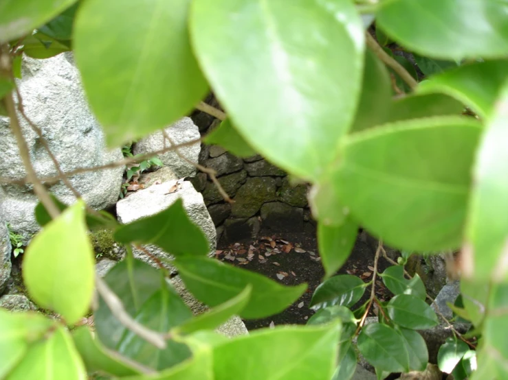 some leaves a white rock and a stone wall