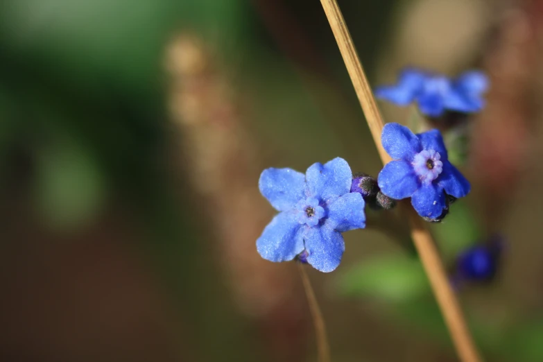 small blue flowers in an open area