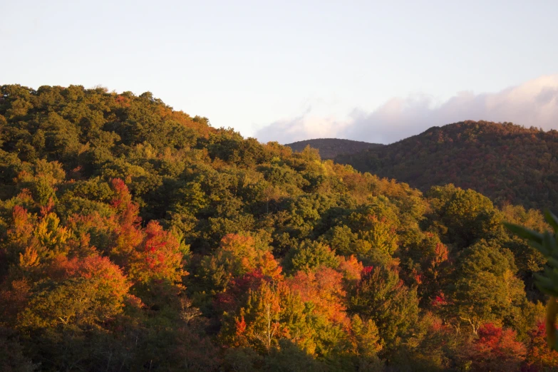 trees on top of a mountain with autumn leaves