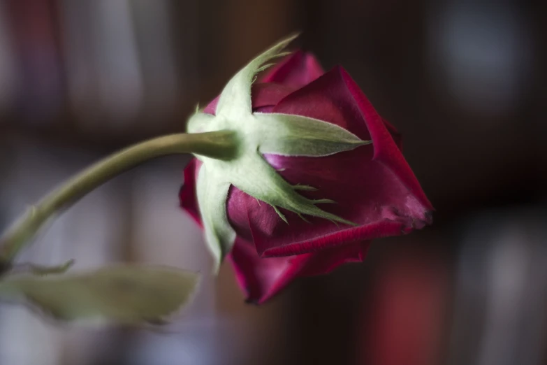 an almost dead flower sits in front of the window