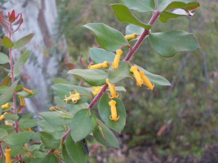 yellow leaves and berries still on the tree