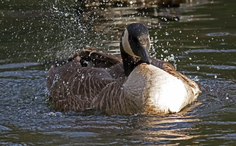 a duck splashing up on itself in water