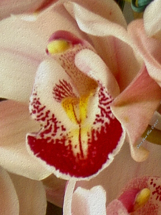 closeup of pink and red flowers with yellow stamen