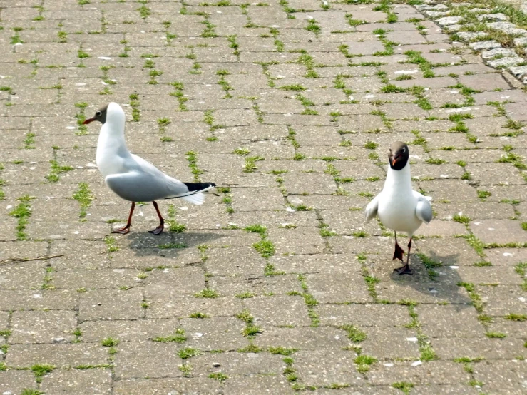 two birds walking on brick pavement next to each other