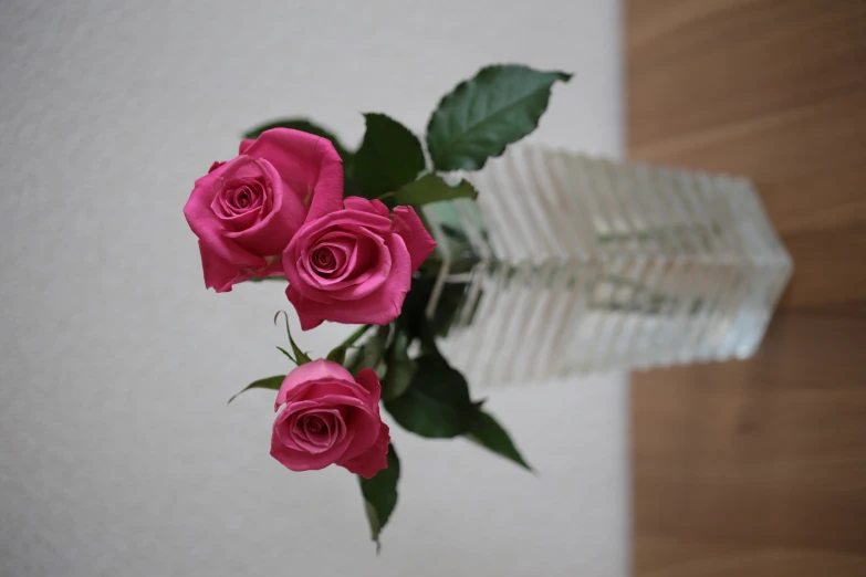two pink roses are placed in the square vase