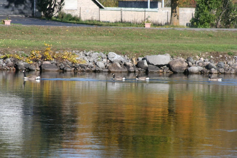 a flock of ducks are on the water